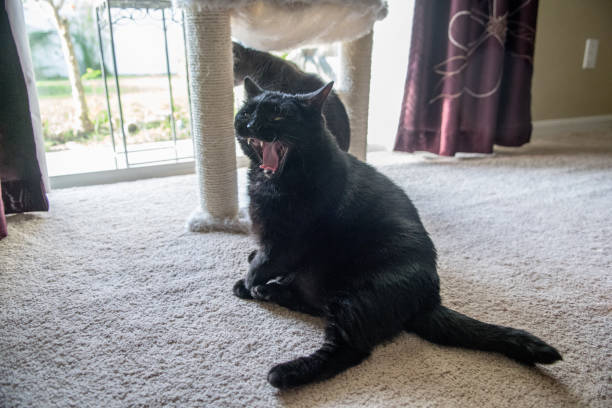 Cat Yawns stock photo