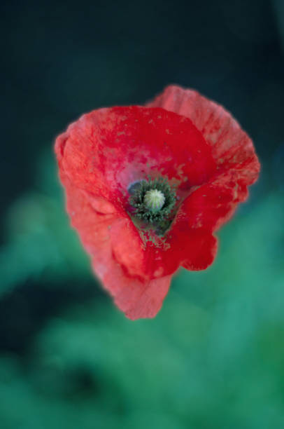 istock Red Poppy Scehenctady New York 810952372