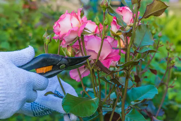 rosebush pruning with secateurs