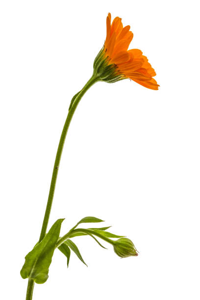 istock Flower of calendula, isolated on white background 810960864