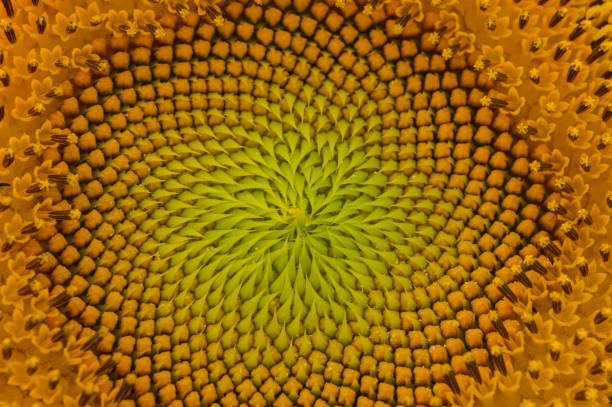istock Colorful Sunflower Center 810965832