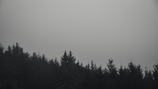 Black and white image of a forest in fog.