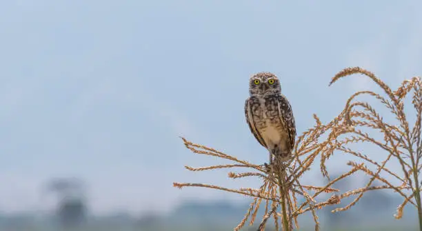 Owl on a cornplant staring