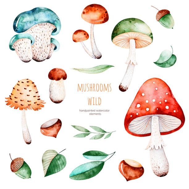 illustrazioni stock, clip art, cartoni animati e icone di tendenza di collezione autunno colorata con 15 elementi acquerello - fungus mushroom autumn fly agaric mushroom