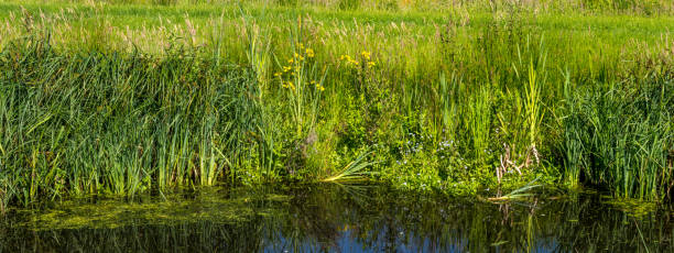 Polder landscape with reeds and wild flowers