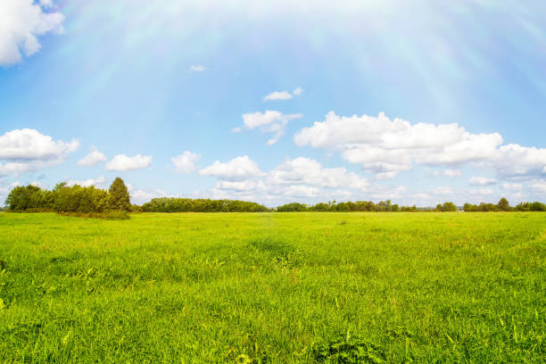 istock Green field, blue sky, bright clouds and sun 810982010