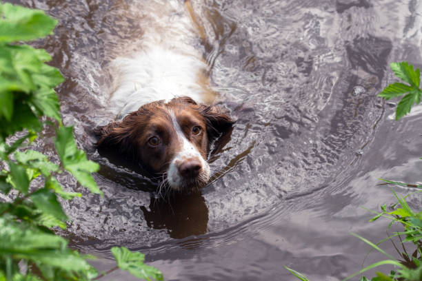 A brown and white English springer spaniel takes a swim in a canal in Staffordshire