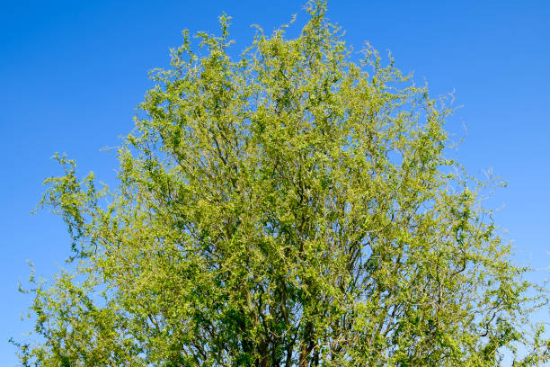 istock Willow tree. A blossoming and blooming willow tree in the spring against the sky. 810993080