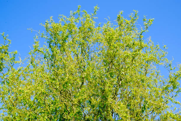 istock Willow tree. A blossoming and blooming willow tree in the spring against the sky. 810993096