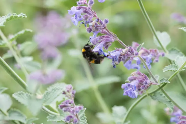 A white tailed bumble bee on a catmint flower in a garden in the UK
