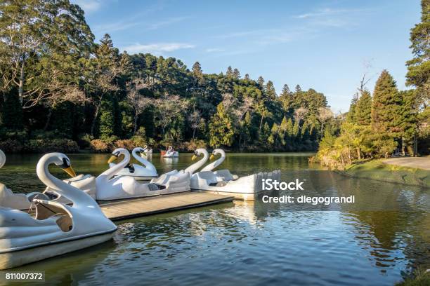Lago Negro With Swan Pedal Boats Gramado Rio Grande Do Sul Brazil Stock Photo - Download Image Now