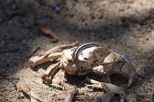 Blue-tailed Skink crawling on a rat skull surrounded by bones in a desert setting.