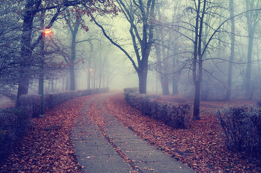Walkway through the park on misty autumn day.