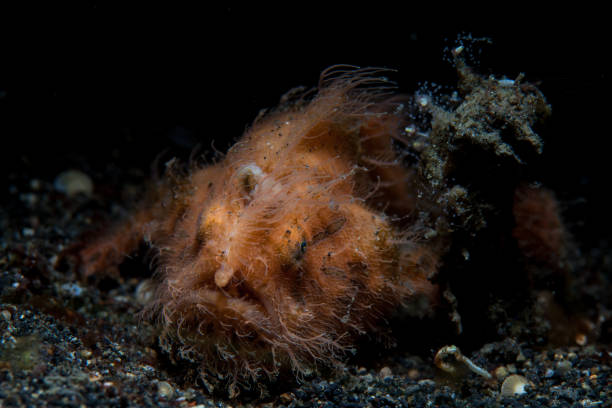 istock Hairy Frogfish in Indonesia 811030344