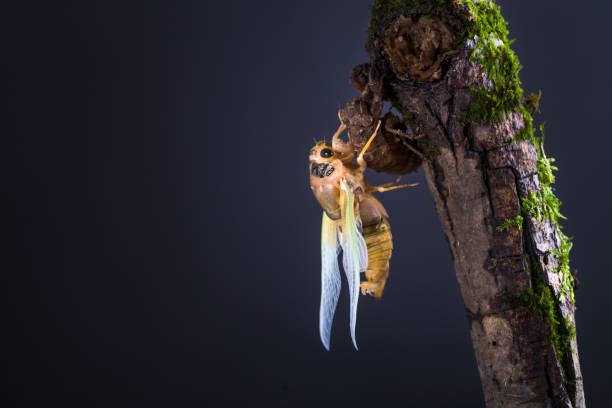 cicada eclosion with golden body and green wings stock photo