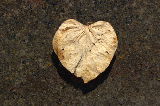 Heart-shaped leaves floating on the water