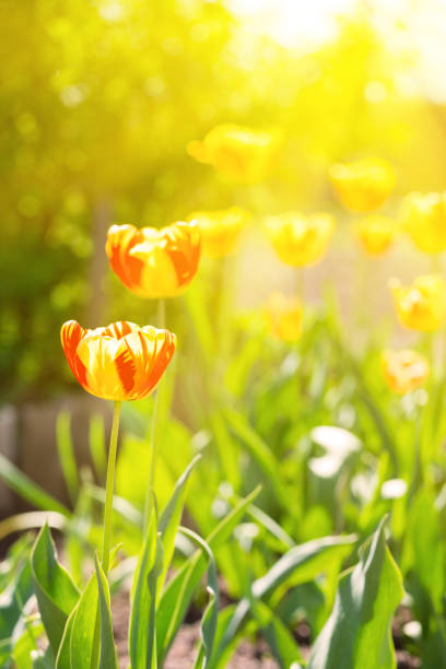 istock Tulips at the garden 811050956
