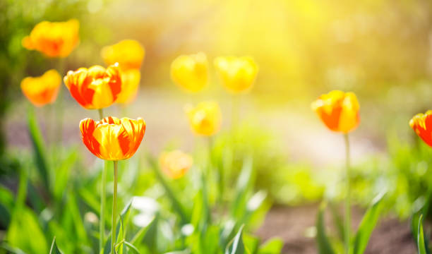istock Tulips at the garden 811050974