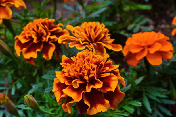 istock Beautiful color flowers 811055786