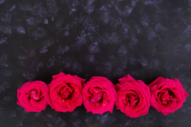 istock Pink roses on dark background. Top view 811060540