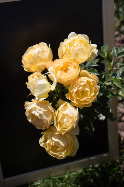 istock Beautiful rose with a black background 811060722
