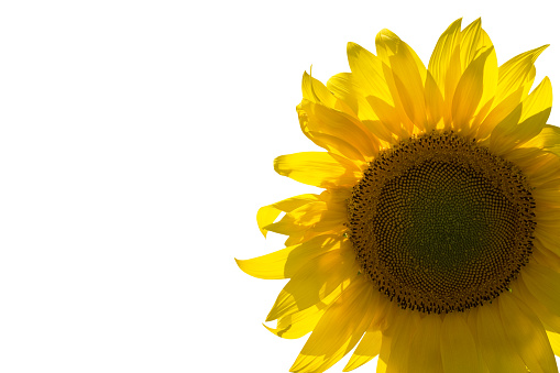 Sunflower isolated on white background with copy space