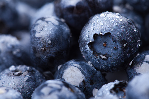 Wet fresh Blueberry background. Studio macro shot