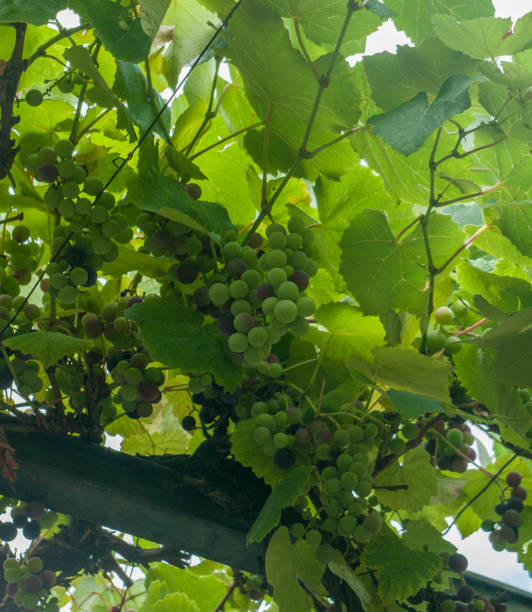 istock wine grapes on cordon at wineyard before harvest 811084148
