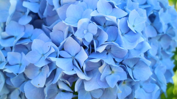istock Blue hortensia flowers 811091472