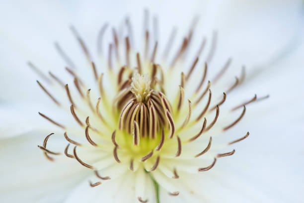 istock Stamen of late large-flowered clematis 811091552