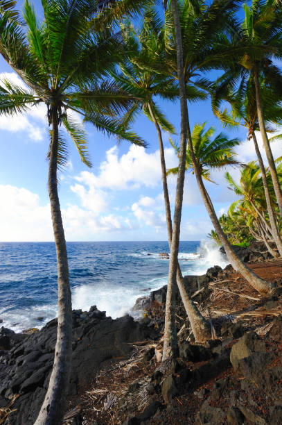 istock Palm Trees in the Wind near Ocean Surf, Hawaii 811097616