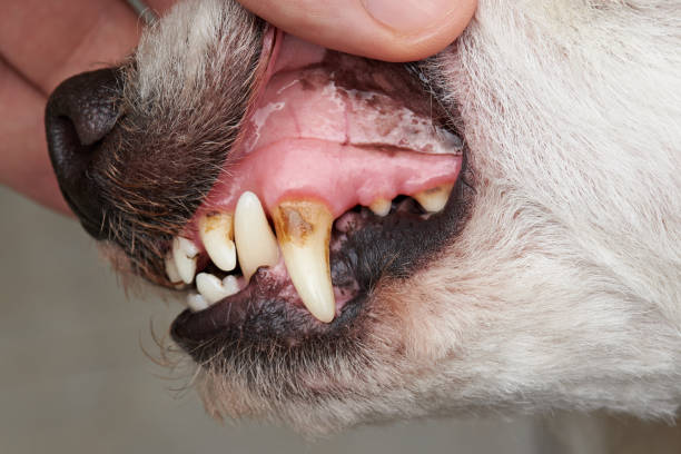 istock Macro of poodle dog teeth 811103352