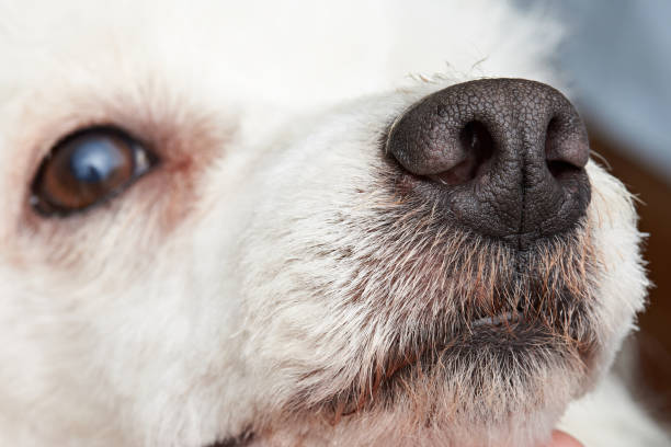Close-up of poodle dog nose. Macro of wet dog nose
