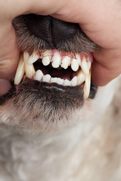 istock Close-up of dog teeth 811103390