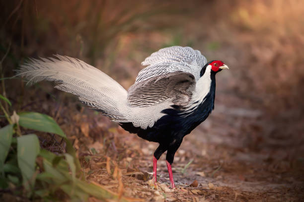 Male Silver Pheasant (lophura nycthemera) flapping in forest Male Silver Pheasant (lophura nycthemera) ,flapping its wings and walking in high mountain, tropical rainforests, side view. rooster open wings stock pictures, royalty-free photos & images