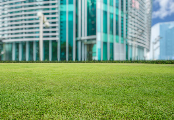 istock Green city against clear sky,shanghai 811111430
