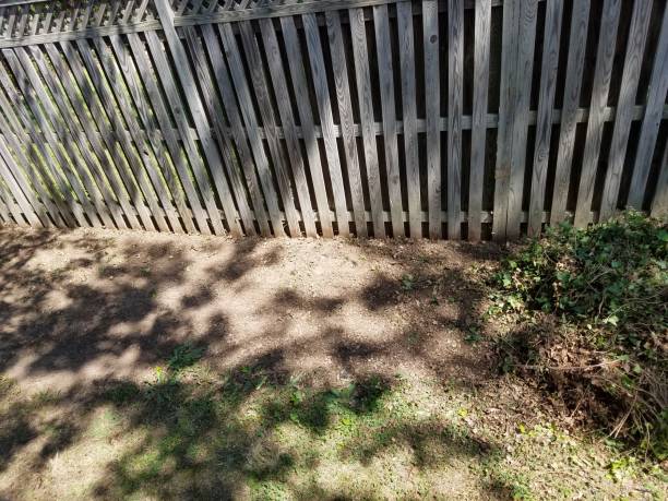 istock area cleared of ivy 811117162