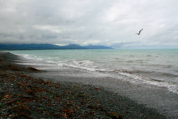 sea bird fliegen über idyllische kaikoura bucht wasser strand küste landschaft dramatischer himmel gewitterwolken, region canterbury, south neuseeland panorama - marlborough region zealand new landscape stock-fotos und bilder