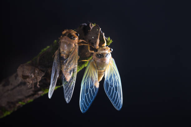 cicada eclosion with golden body and green wings