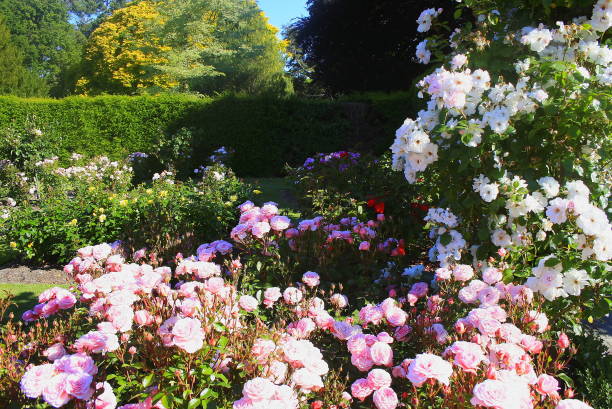 parco pubblico di christchurch prima del terremoto, idilliaci giardini aiuole, paesaggio primaverile, regione di canterbury, panorama della nuova zelanda meridionale - marlborough region zealand new new zealand foto e immagini stock