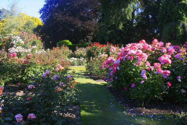 parco pubblico di christchurch prima del terremoto, idilliaci giardini aiuole, paesaggio primaverile, regione di canterbury, panorama della nuova zelanda meridionale - marlborough region zealand new new zealand foto e immagini stock