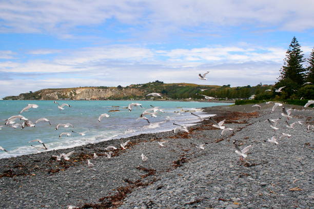 牧歌的なカイコウラ劇的な空雲、カンタベリーの地域、南のニュージーランド パノラマ水ビーチ海岸景観の湾の上を飛んで海鳥の群れ - marlborough region sunrise new zealand sea ストックフォトと画像