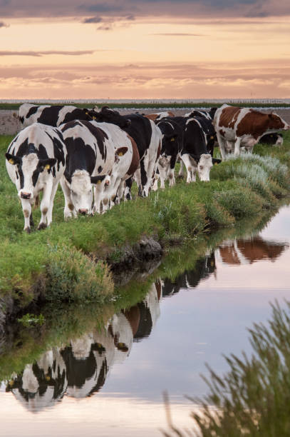 istock Grazing Cows on the Frysian Mud Flats 811129970