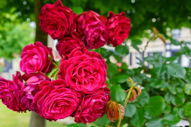 Photo of Close up beautiful large red roses in the garden , France