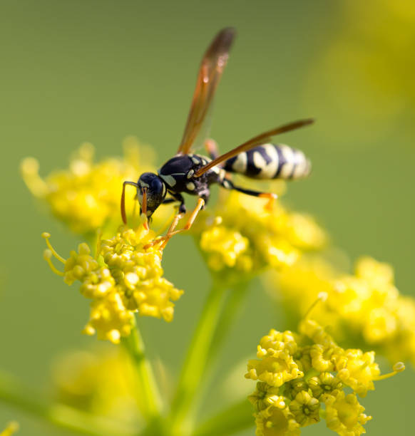 istock Wasp on yellow flower in nature 811135290