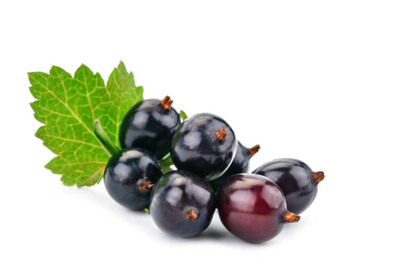 istock Delicious ripe black currant on a white background 811138290