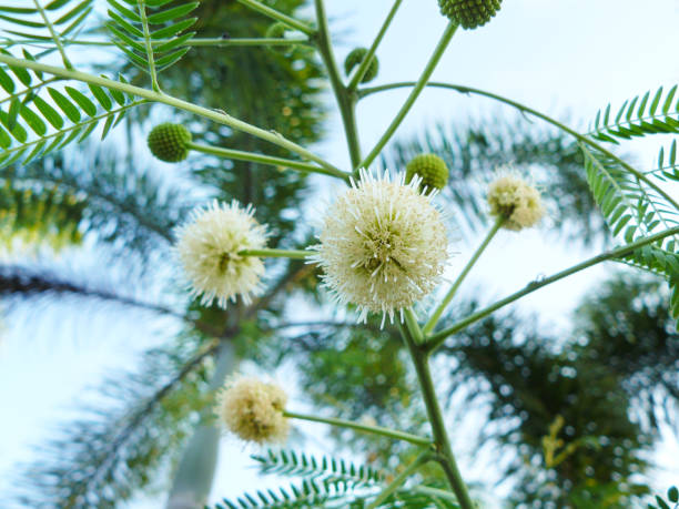 istock Background of group of white flowers 811143498