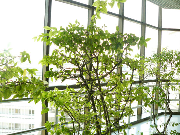 Indoor gardening with light.