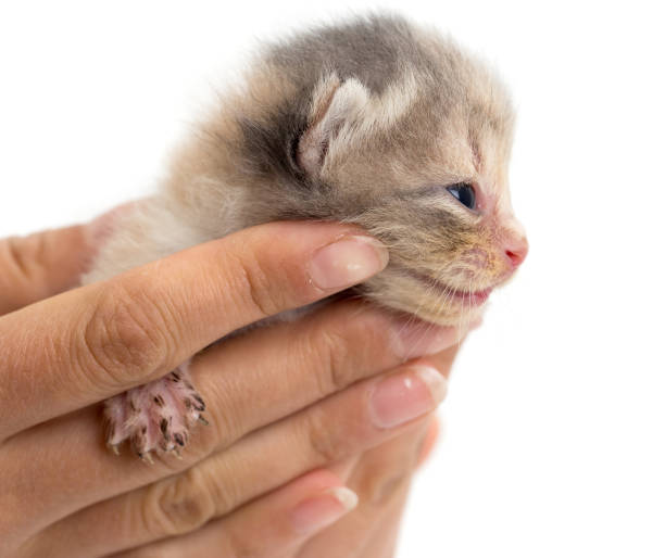 istock Newborn kitten in a hand on a white background 811143826