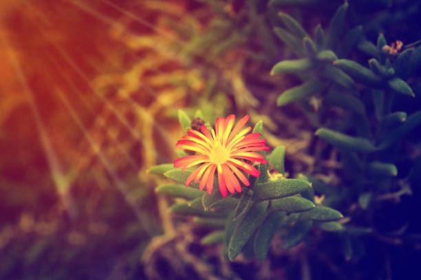 Lonely flower in sunris  ,Abstarct hope background